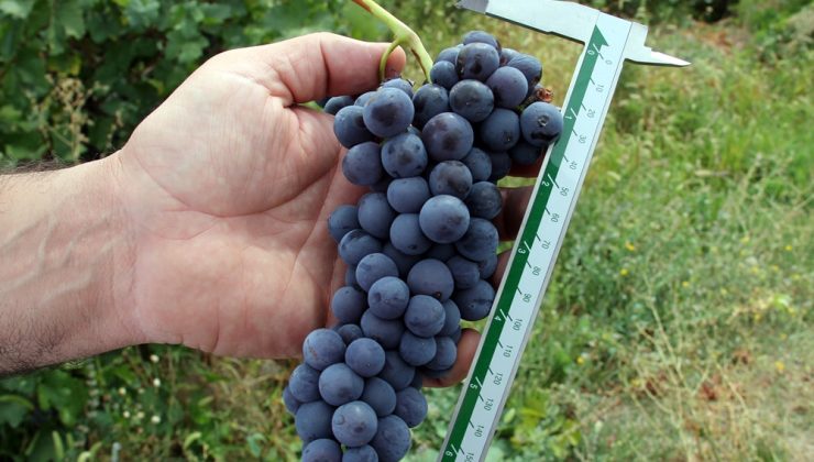 Van Ticaret Borsası Başkanı Süer: Erciş Üzümü Denetimlerden Başarıyla Geçti
