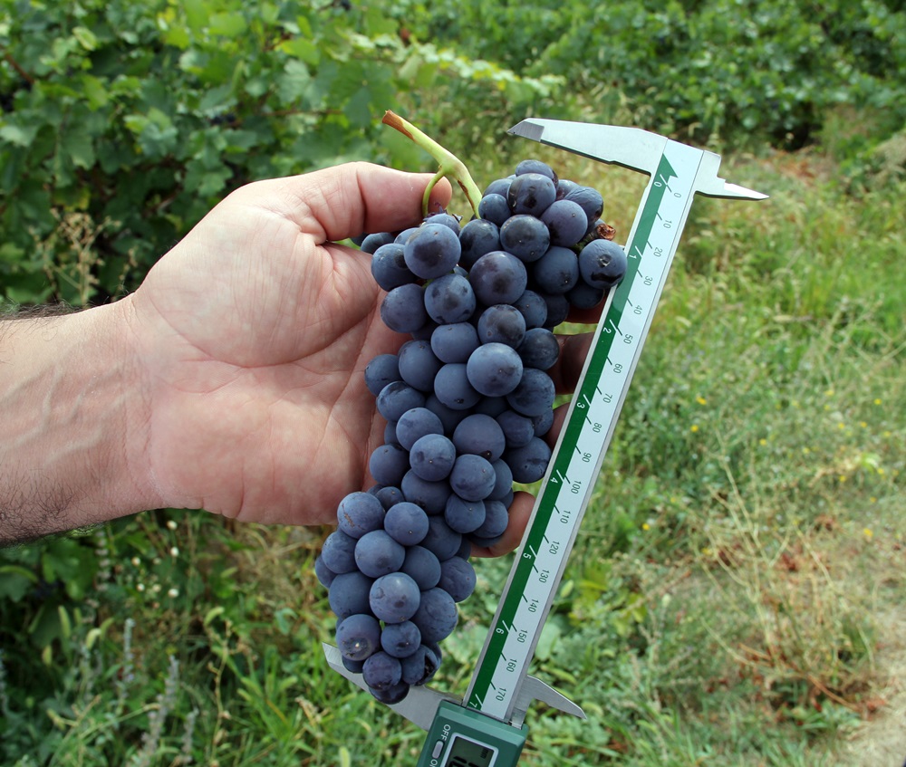 Van Ticaret Borsası Başkanı Süer: Erciş Üzümü Denetimlerden Başarıyla Geçti