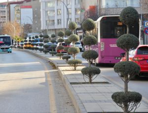 Van’da Şehir Görünümü Değişiyor: Dekoratif Budama Çalışmalarıyla Yeşil Alanlar Canlanıyor
