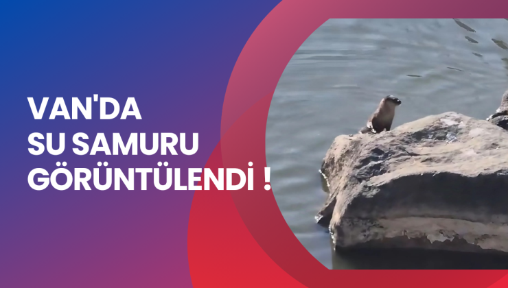 Van’da Doğal Hayat Mucizesi! Koçköprü Deresi’nde Su Samuru Kamerada