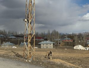 Van’da Köpeklerden Kaçan Kedi Saatlerce Elektrik Direğinde Mahsur Kaldı