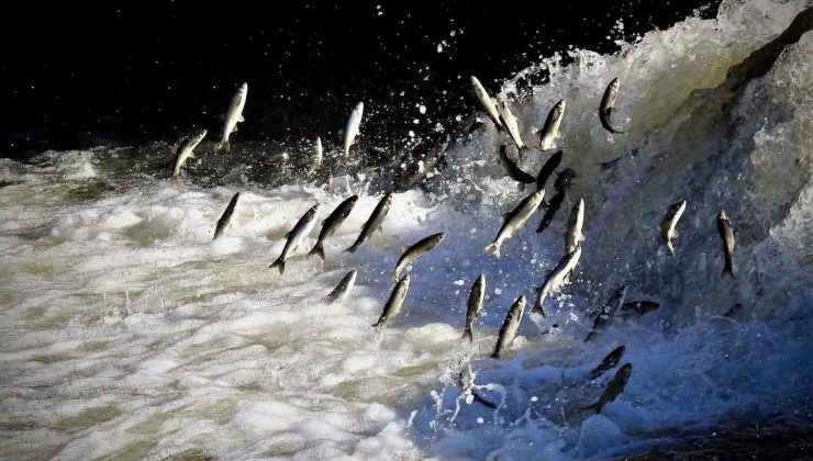 Van Gölü’nün İnci Kefalini Korumak İçin 43 Kişiye Ceza: 43 Bin Kg Balığa El Konuldu