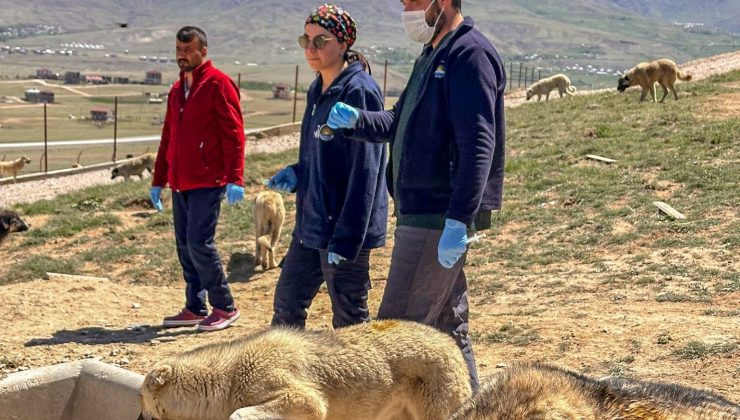 Van Büyükşehir Belediyesi, Doğal Yaşam Alanında Sokak Hayvanlarına Sağlık Taraması Gerçekleştirdi