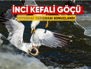 İnci Kefali Göçü Fotoğraf Yarışması Sonuçları Açıklandı
