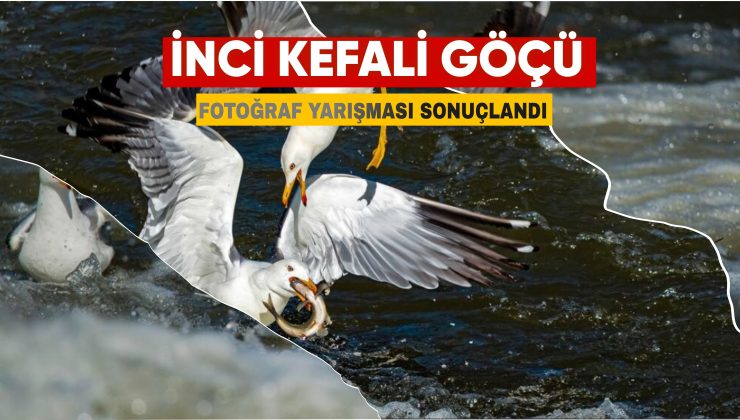 İnci Kefali Göçü Fotoğraf Yarışması Sonuçları Açıklandı