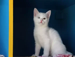 Van Kedi Villası’nda 55 Yavru Dünyaya Geldi