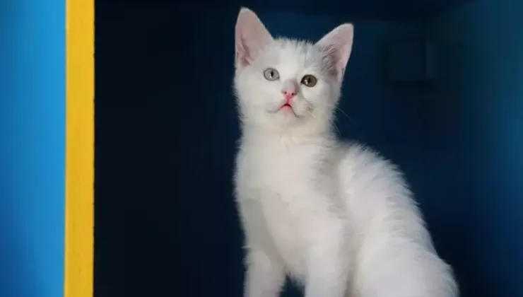 Van Kedi Villası’nda 55 Yavru Dünyaya Geldi