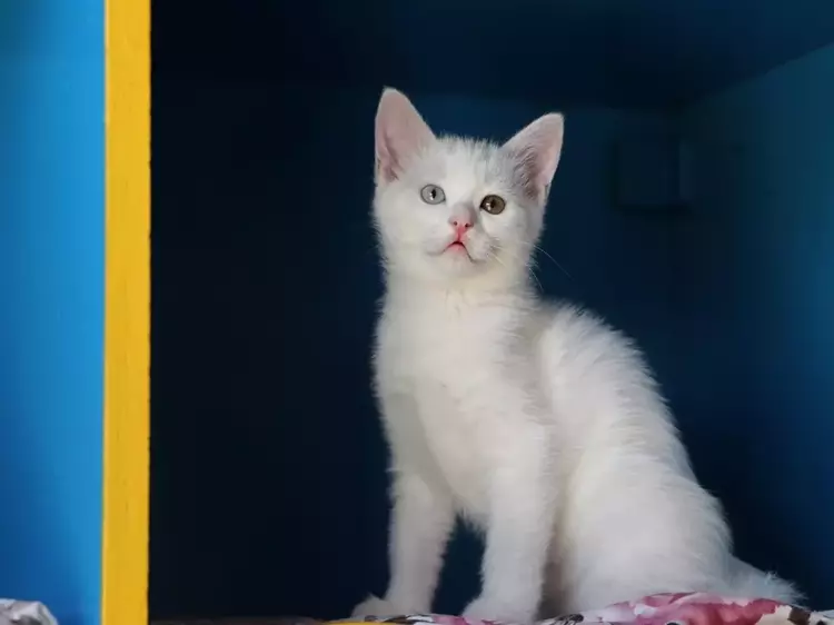 Van Kedi Villası’nda 55 Yavru Dünyaya Geldi