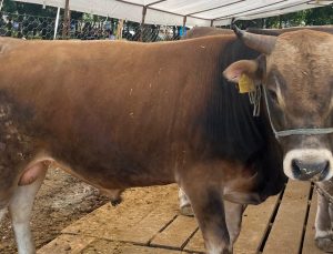 Van’da Kurban Bayramı Öncesi Satış ve Kesim Yerleri Belli Oldu (2025)