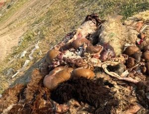 Van Hayvan Pazarı Karşısındaki Mezbahaneler Endişe Yaratıyor: Halk Sağlığı Tehlikede!