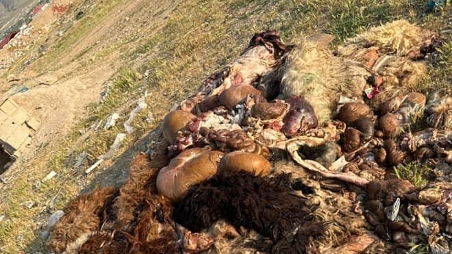 Van Hayvan Pazarı Karşısındaki Mezbahaneler Endişe Yaratıyor: Halk Sağlığı Tehlikede!