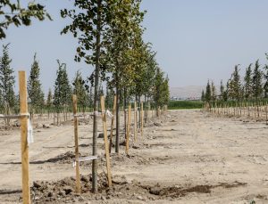 Van’a Yeni Nefes: 80 Bin Metrekarelik Ihlamur Parkı Hayata Geçiriliyor