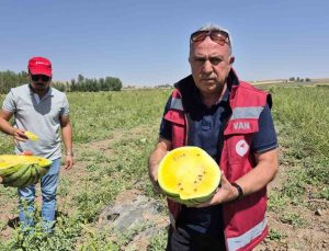 Van’da Sarı Karpuz Dönemi Başladı: Ananas Tadında Karpuz