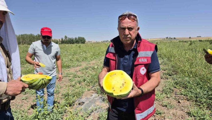 Van’da Sarı Karpuz Dönemi Başladı: Ananas Tadında Karpuz